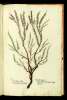  Fol. 301 

Er
Erica prima Matth:
Myrica perperam gramaticis
Erica flore purpureo
Tetralix Plin: vel Tetradix Theoph:
Sisarum: